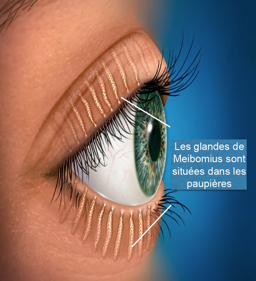 Illustration des glandes de Meibomius situées dans les paupières — rôle dans le film lacrymal et la sécheresse oculaire